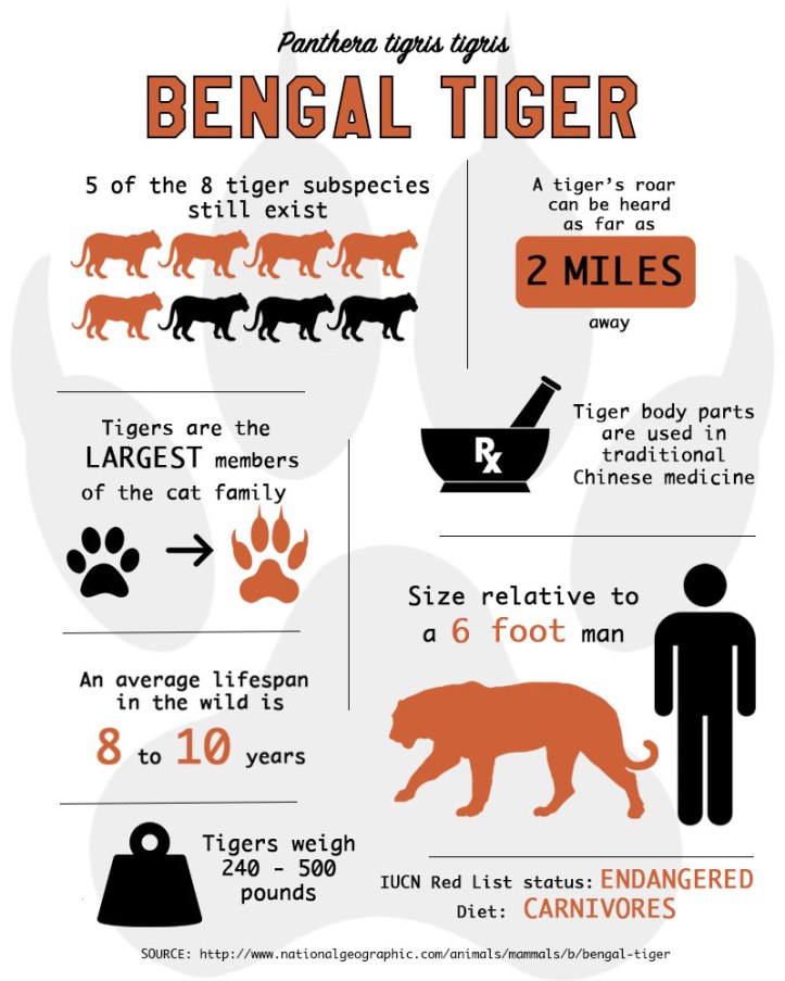 BengalTiger-Infographic